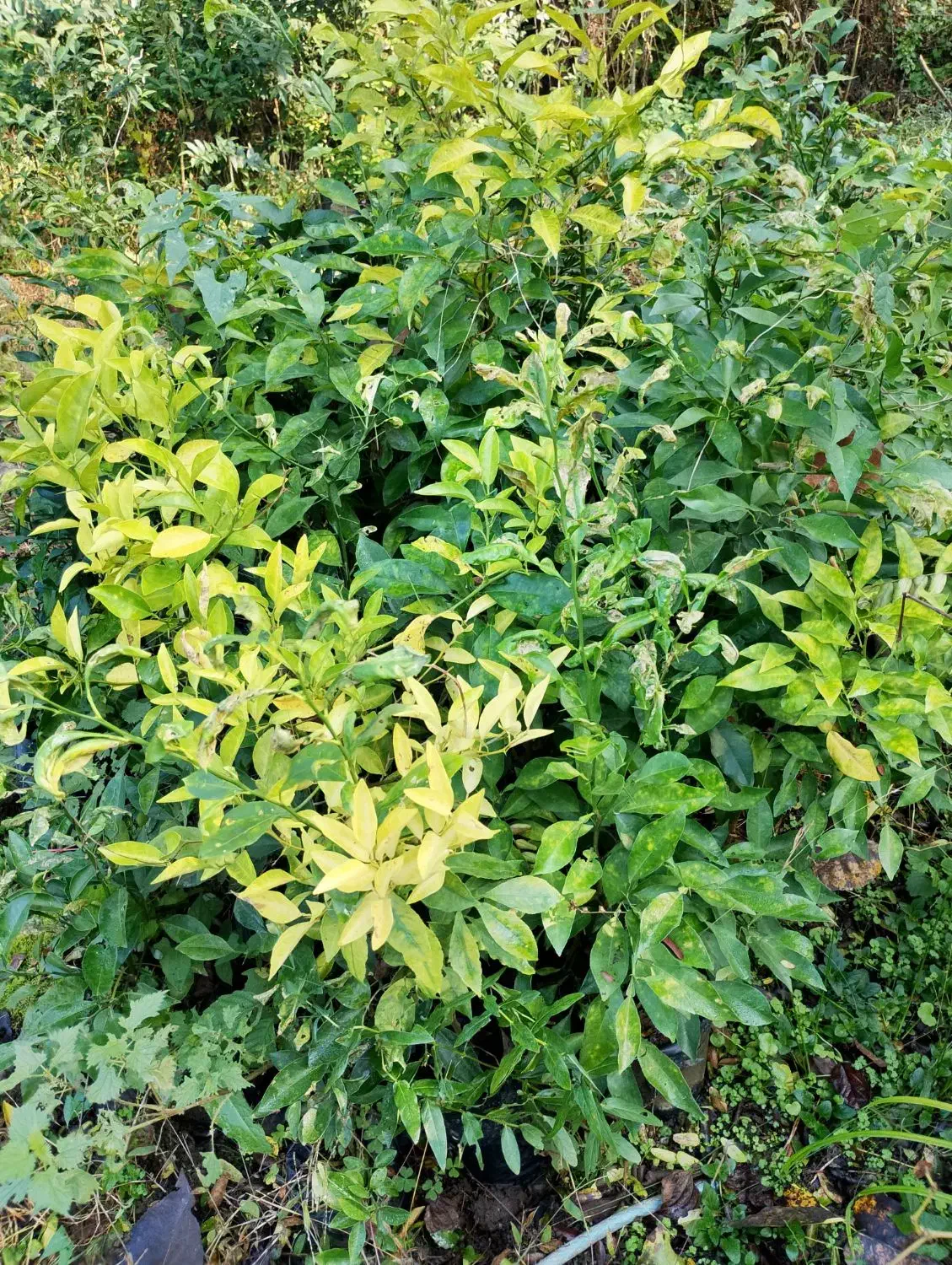 نهال نارنج نایلکسی|گل و گیاه طبیعی|واجارگاه, |دیوار