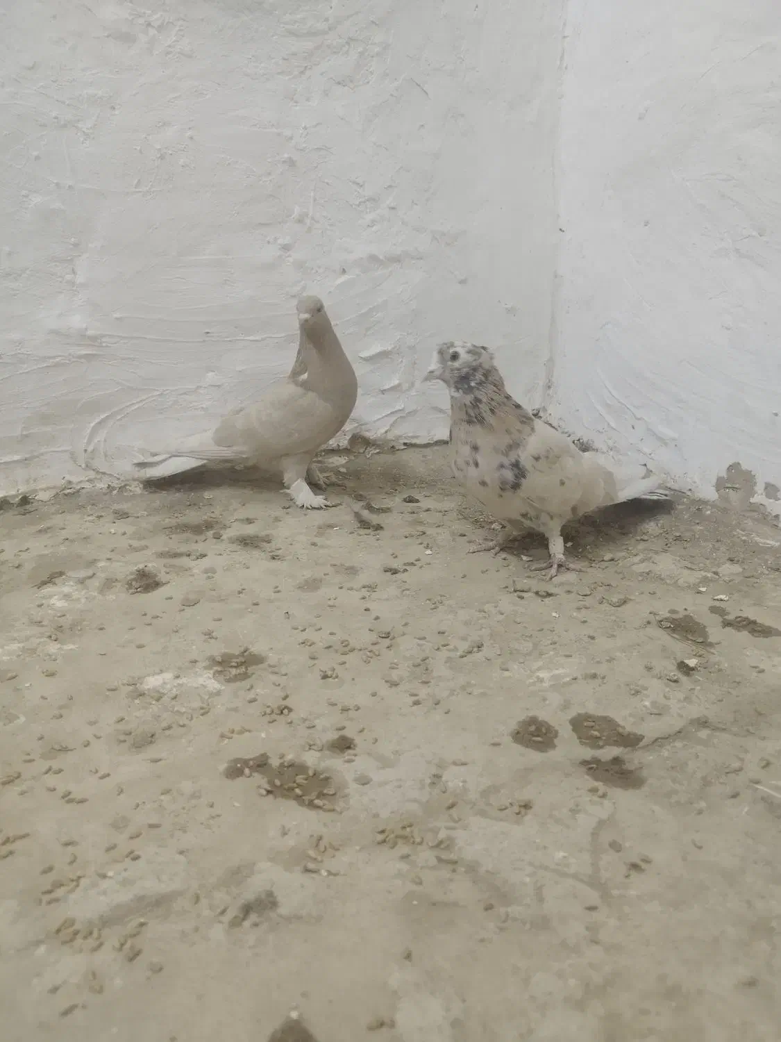 هما سرور و زرد دم سفید|پرنده|مبارکه, |دیوار