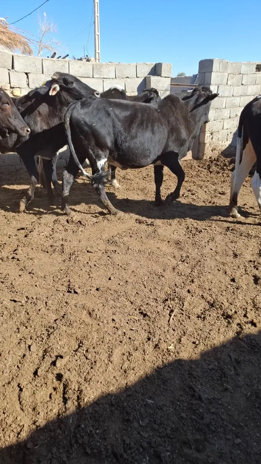 فروش تعداد گوساله وگستر|حیوانات مزرعه|هیرمند, |دیوار