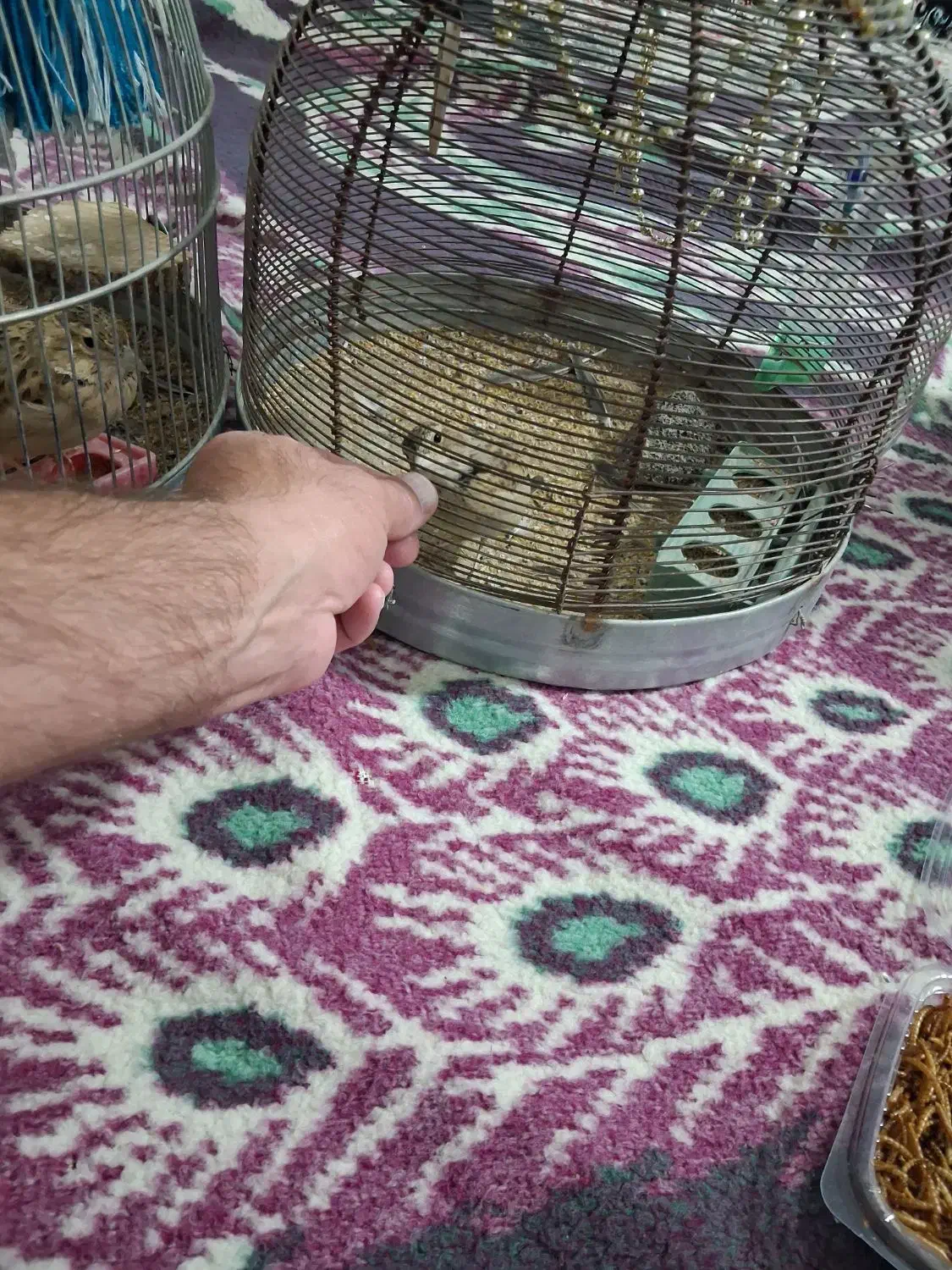 سهره قناری|پرنده|شیراز, شیخ علی چوپان|دیوار