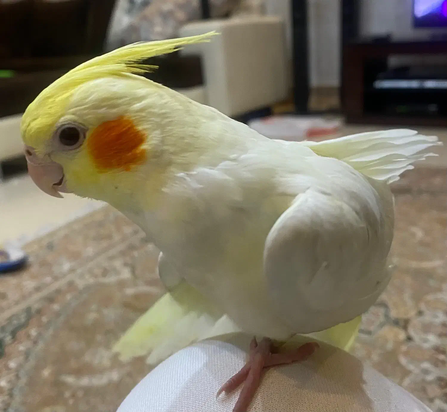 جوجه عروس هلندی|پرنده|شیراز, صنایع الکترونیک|دیوار