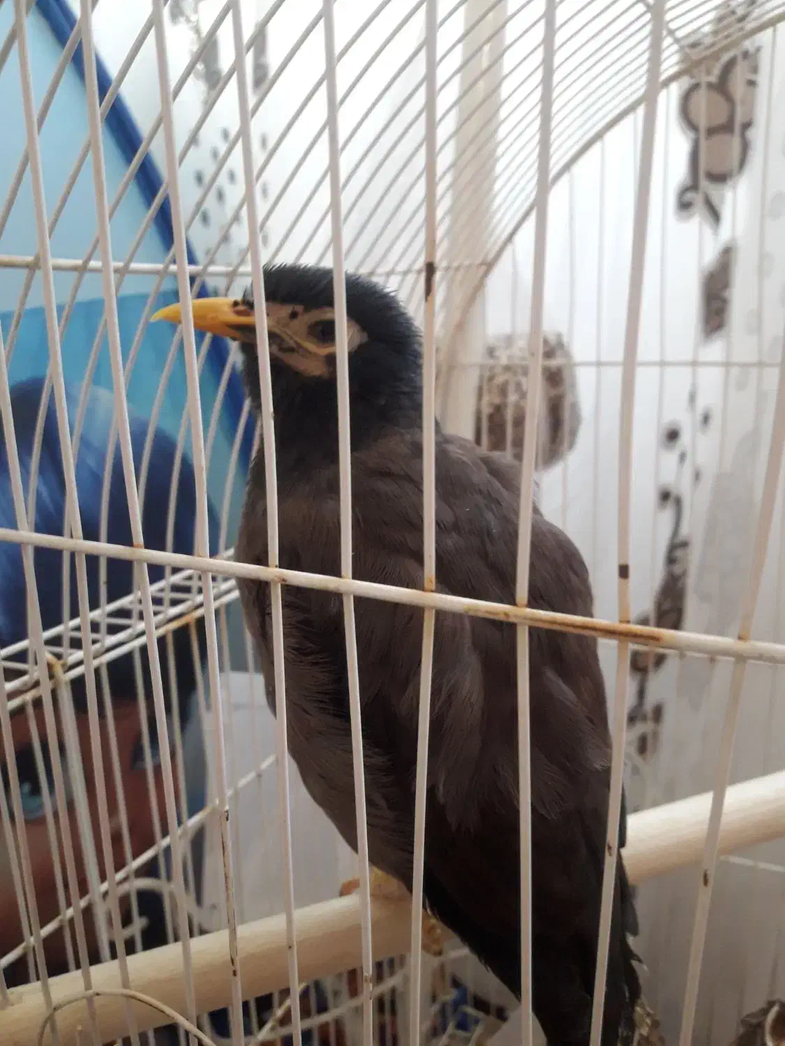 مرغ مینا خوش اواز|پرنده|تبریز, |دیوار