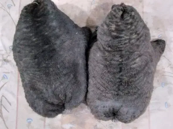 خیگ ترو تمیز|ظروف نگهدارنده، پلاستیکی، یکبارمصرف|ایذه, |دیوار