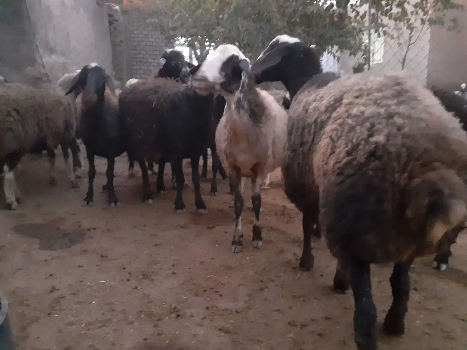 گوسفندای ابستن جوان .|حیوانات مزرعه|بزینه رود, |دیوار