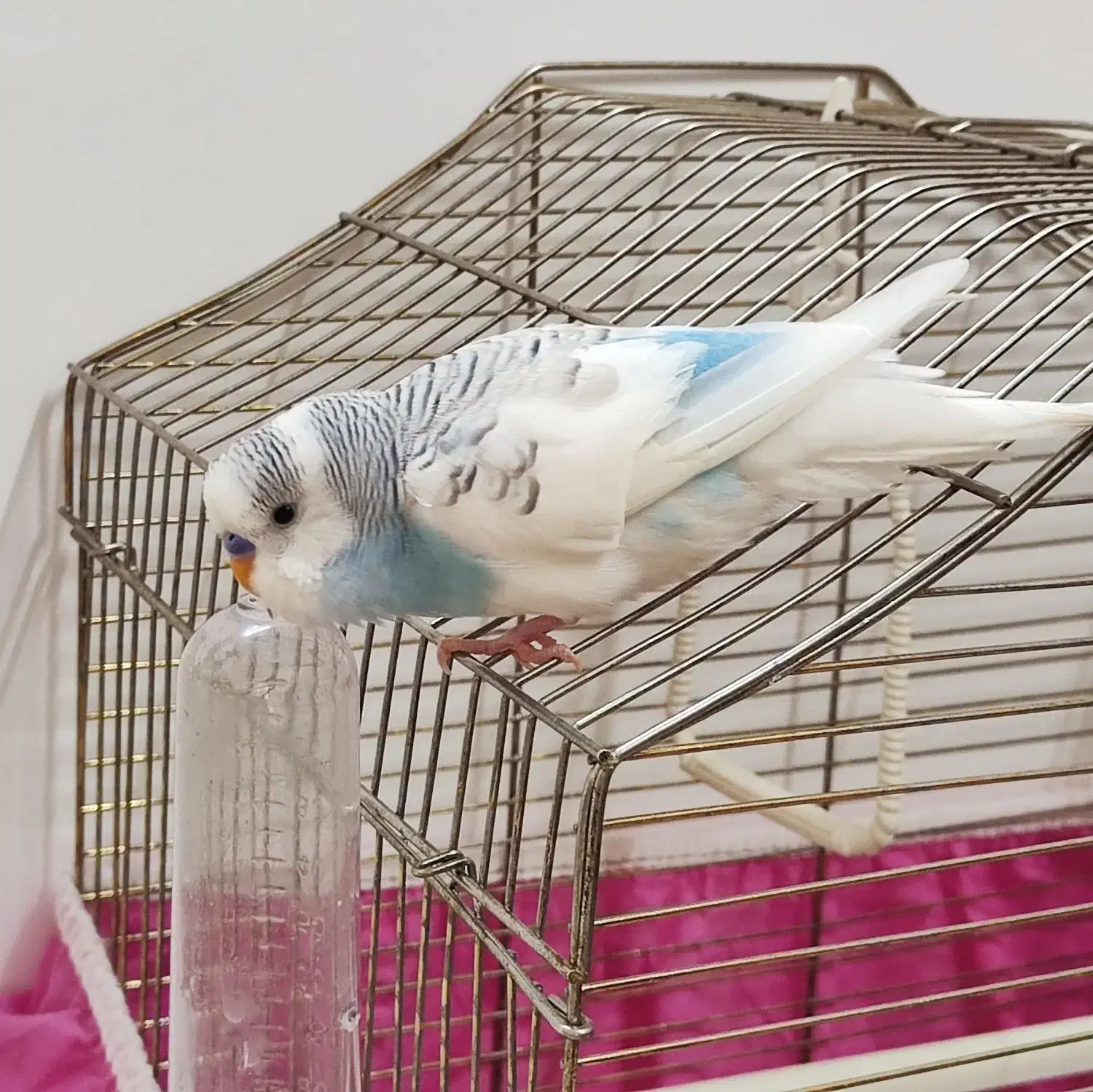 مرغ عشق گمشده|پرنده|قم, اسمعیل آباد|دیوار