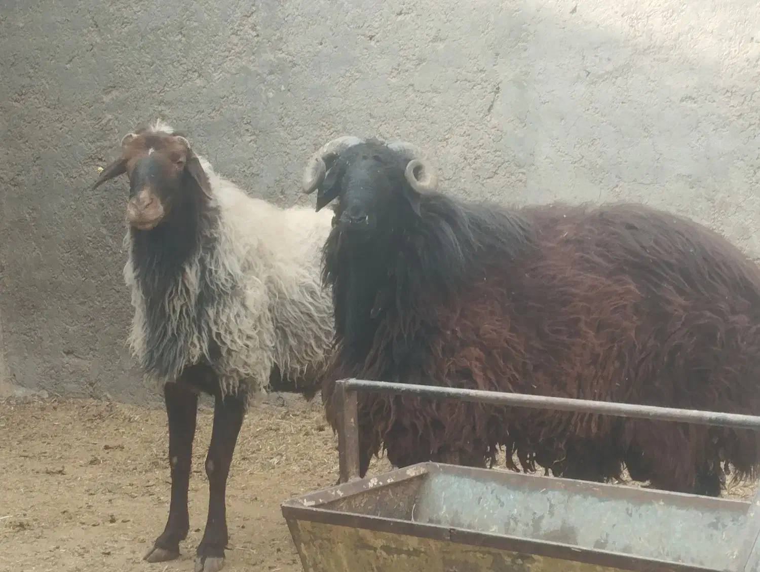 میش قوچ|حیوانات مزرعه|ورامین, قويينک زهری|دیوار