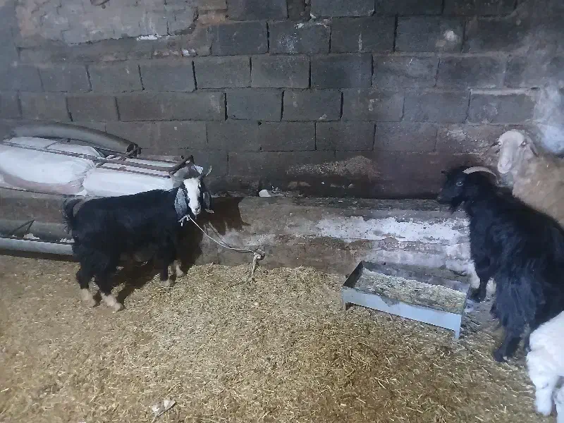 بز فروشی|حیوانات مزرعه|دورود, |دیوار