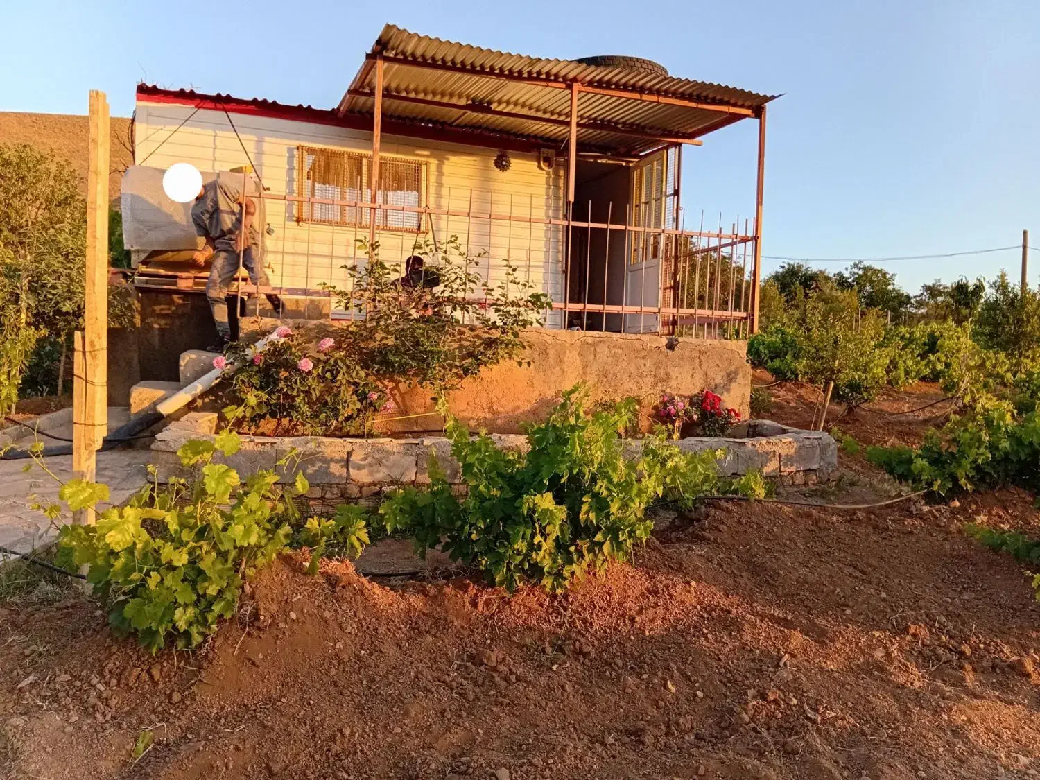 باغ یک قطعه انگور و میوه در قلعه فرهادخان|فروش زمین و ملک کلنگی|سنقر, |دیوار