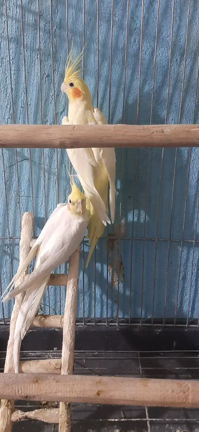 عروس هلندی|پرنده|محمدیه-قزوین, |دیوار