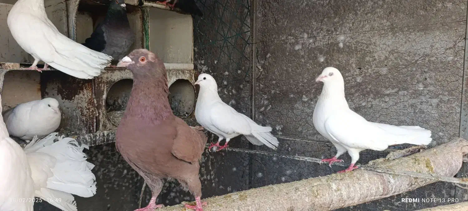 معاوضه کبوتر با مرغ و‌خروس|پرنده|یزد, |دیوار