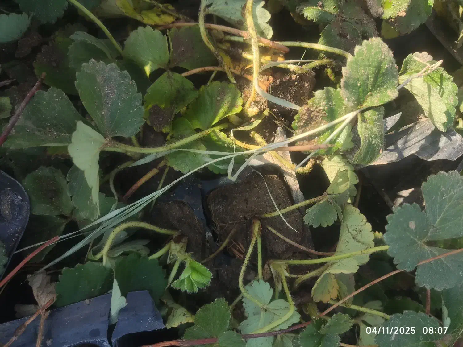 نهال توتفرنگی ساردو|عمدهفروشی|جیرفت, |دیوار