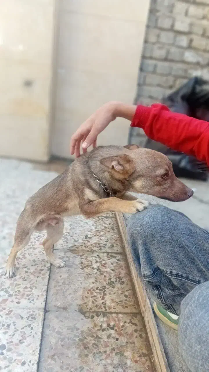 سگ مینی|سگ|خرم‌آباد, |دیوار