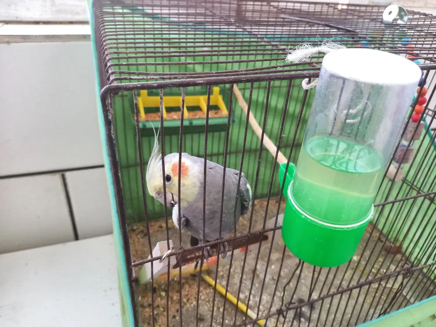 عروس هلندی سخنگو دستی بازیگوش|پرنده|الیگودرز, |دیوار