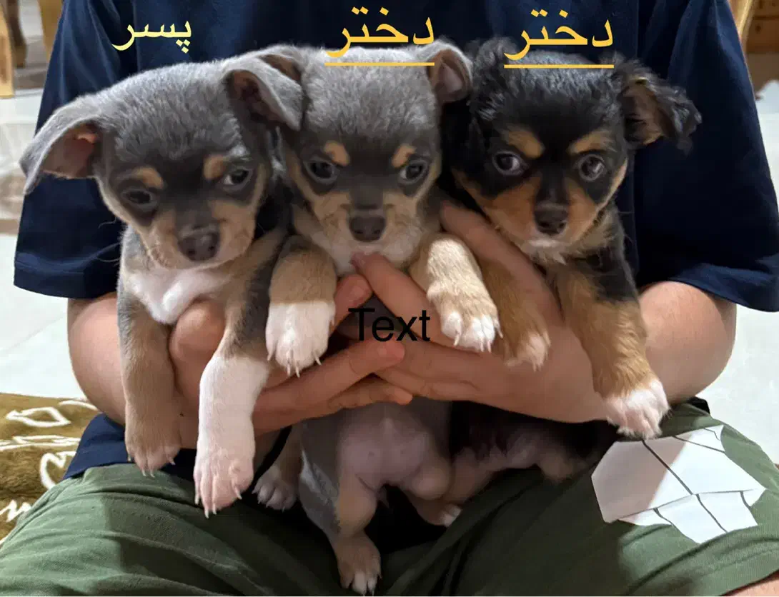 سگ شیهوواوا|سگ|نوشهر, |دیوار