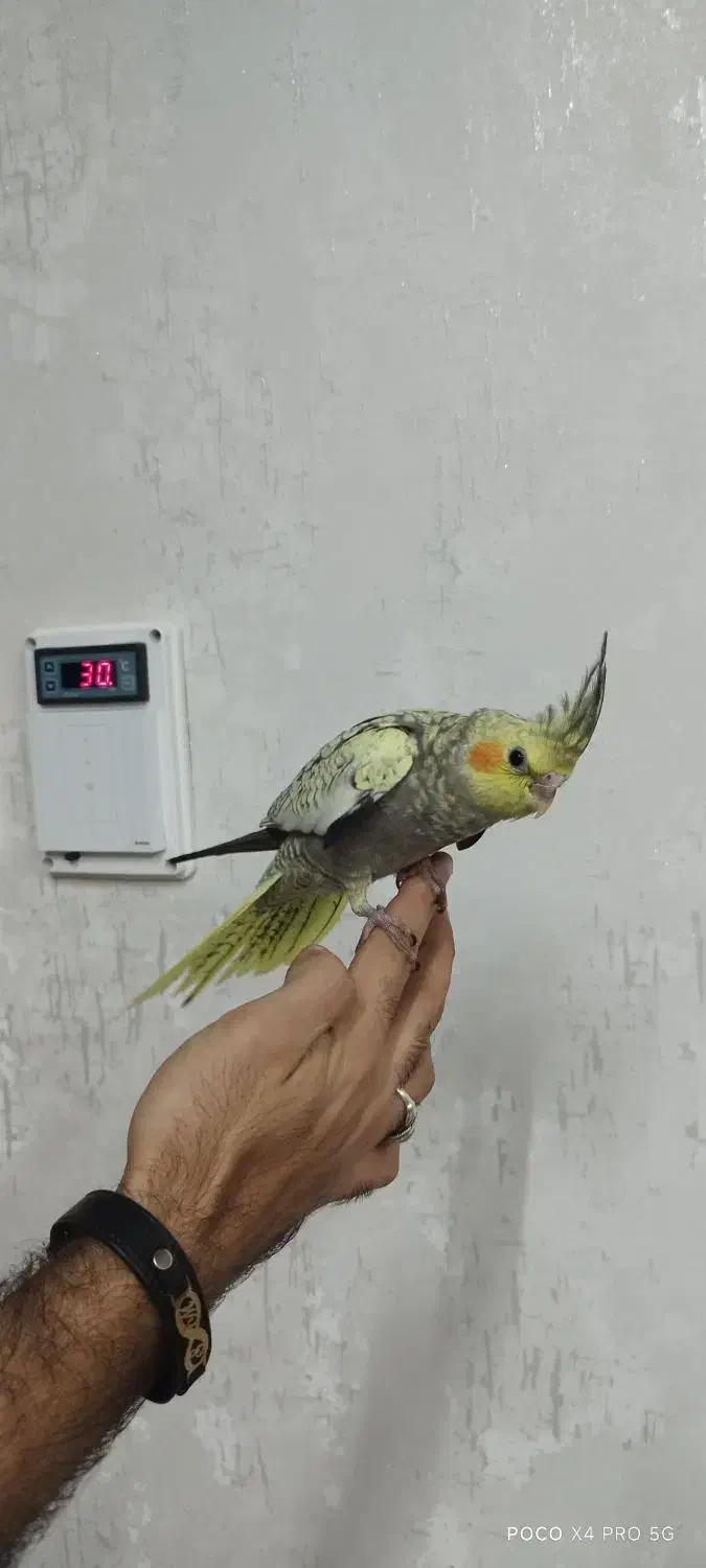 عروس هلندی مرواریدی|پرنده|ری, سیزده آبان|دیوار