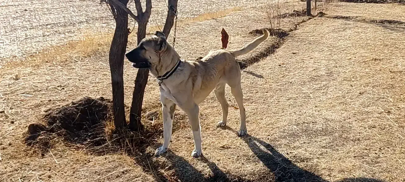 سگ نر سرابی اصیل ۱۱ ماهه|سگ|ترکمانچای, |دیوار