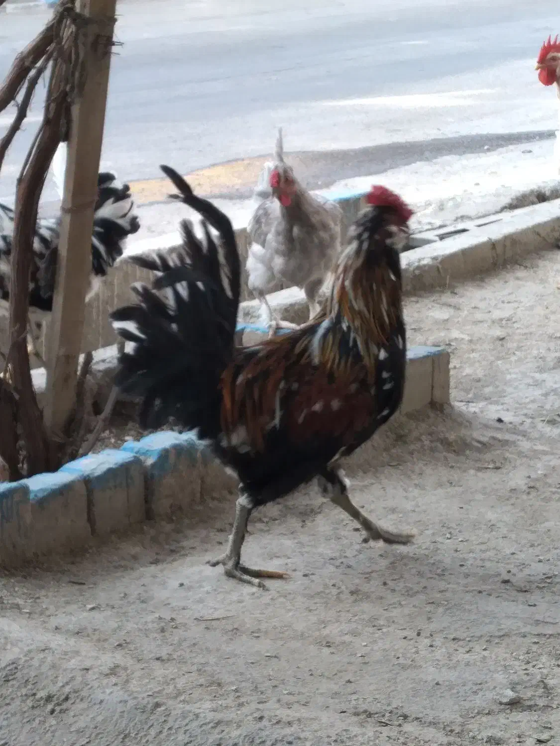 خروس چهل تاج گلین|حیوانات مزرعه|جاجرود, |دیوار