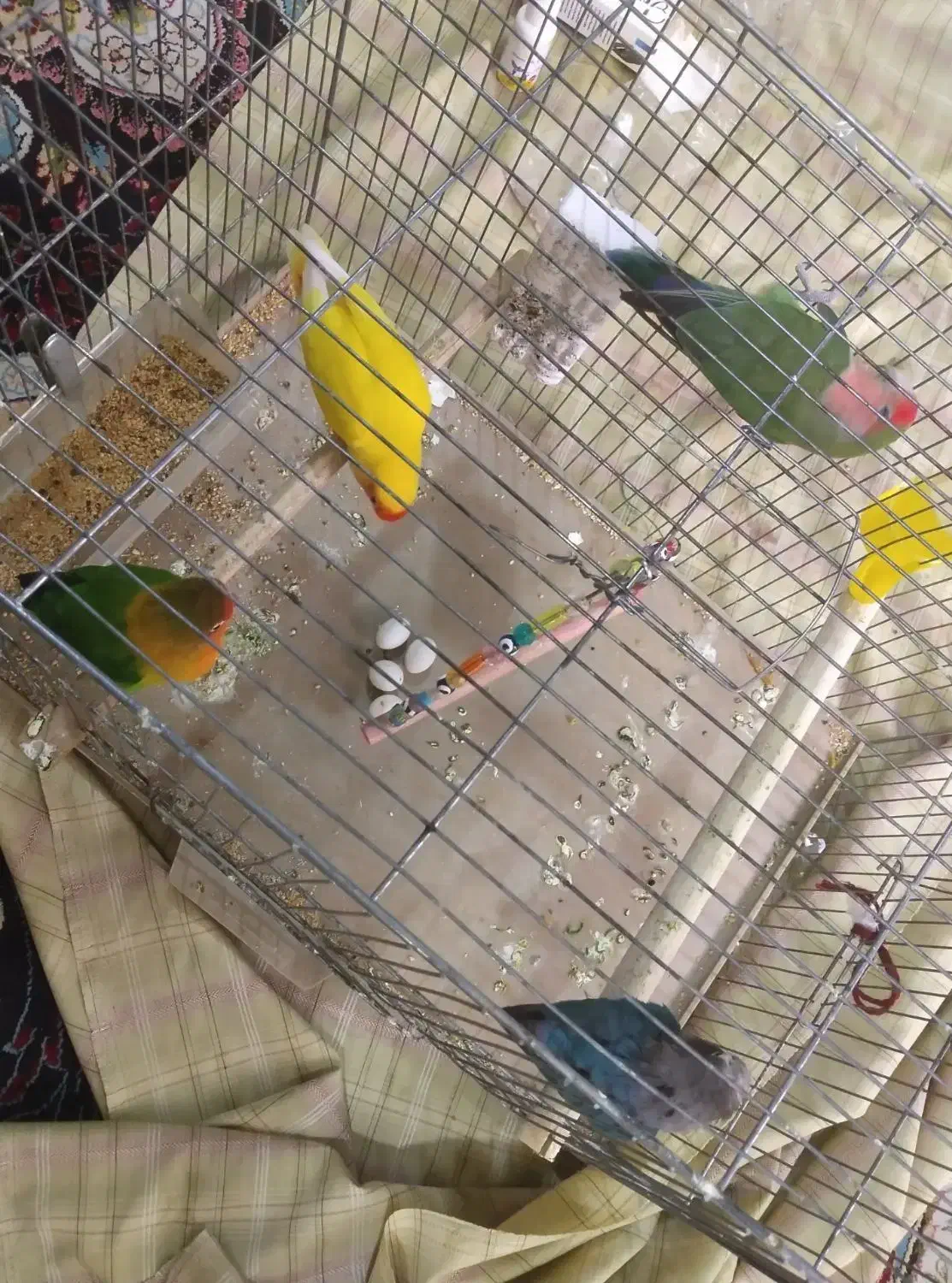 برزیلی مولد|پرنده|ملارد, |دیوار