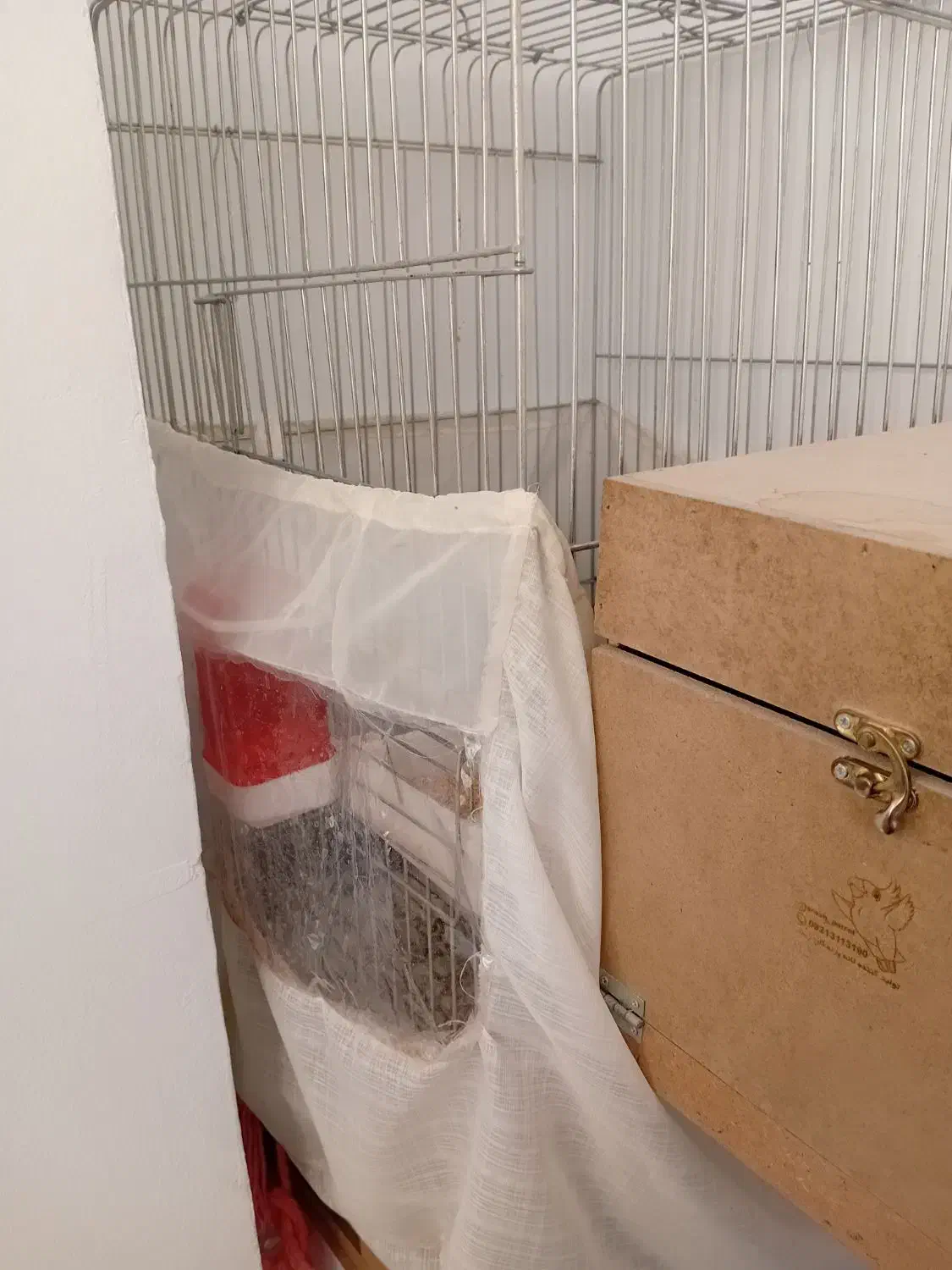 یه جفت عروس هلندی مولد البینو همراه قفس بزرگ لانه|پرنده|شهریار, شهرک وائین|دیوار
