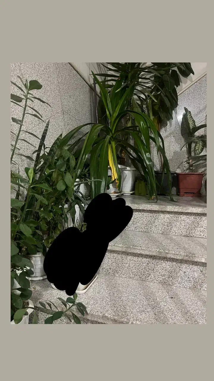 گل های طبیعی و سالم|گل و گیاه طبیعی|اراک, |دیوار