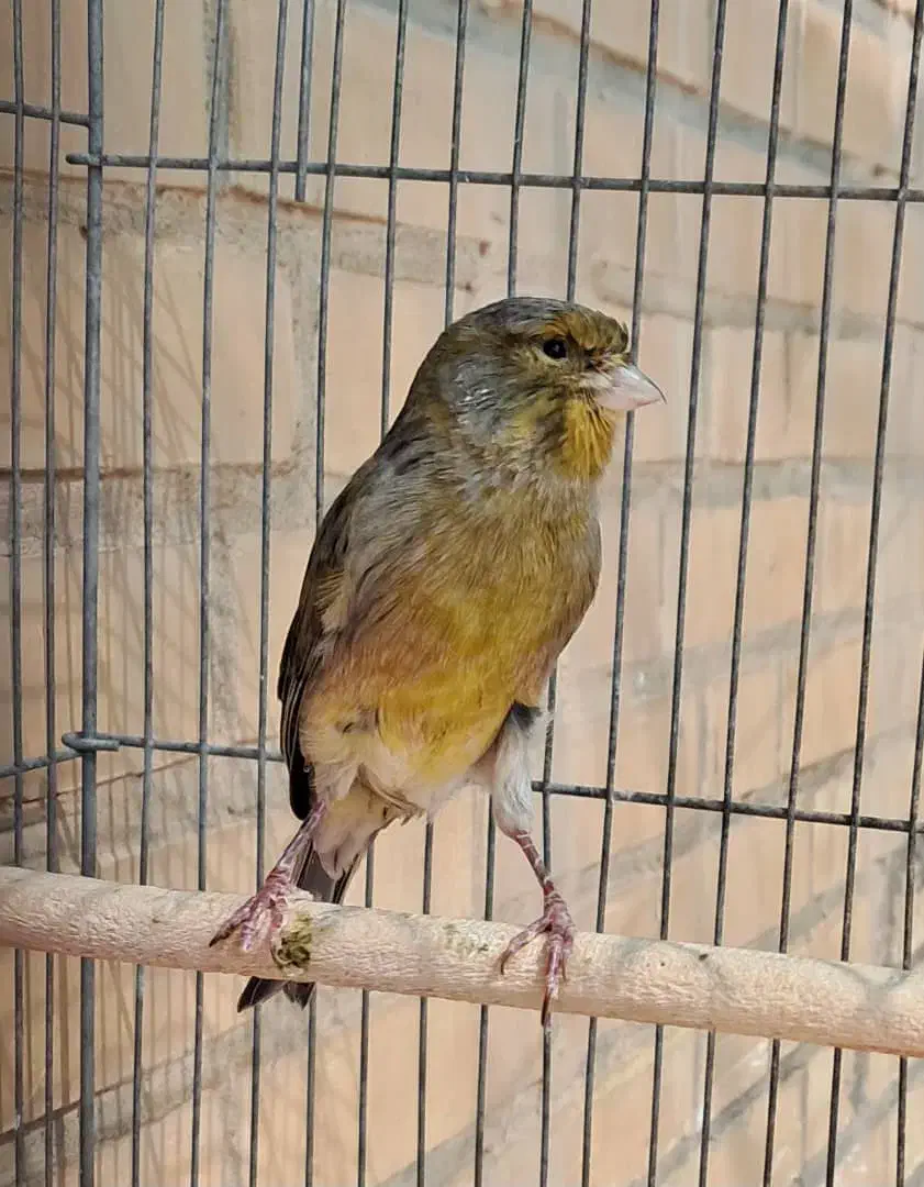 قناری مست مست|پرنده|کارون, |دیوار