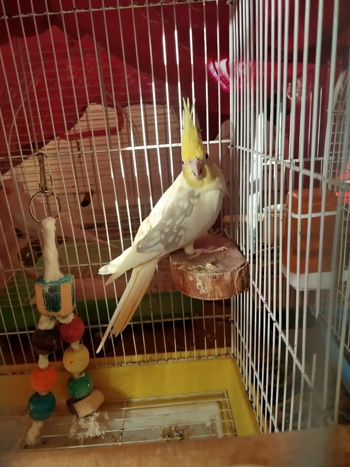 طوطی عروس هلندی دوکت|پرنده|بابل, |دیوار