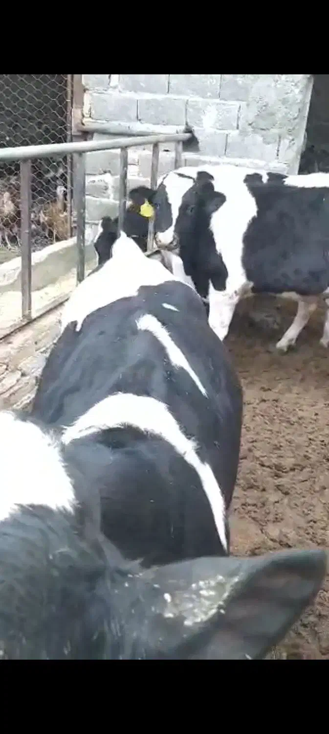 انواع گاو گوشتی شیری گوساله تلیسه|حیوانات مزرعه|کرج, عظیمیه|دیوار