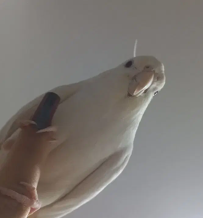 عروس هلندی آلبینو سخنگو رام|پرنده|کرمانشاه, |دیوار