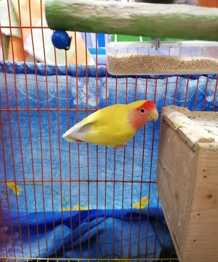 طوطی برزیلی|پرنده|بندر انزلی, پیل علی باغ|دیوار