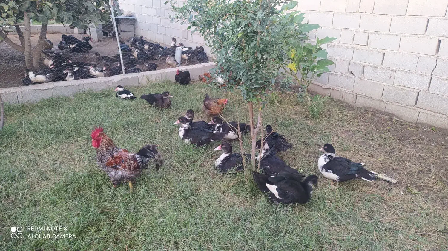 فروش 50عدد اردک مسکویی نروماده|حیوانات مزرعه|بندر ترکمن, |دیوار