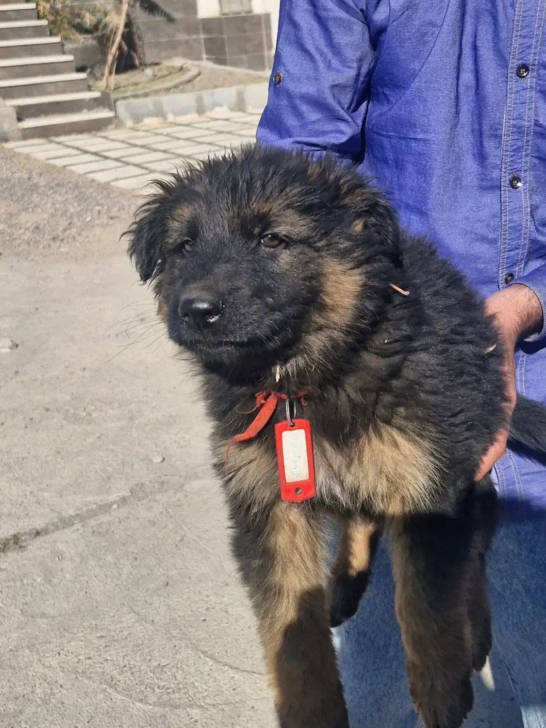 توله ژرمن شپرد اصیل.واکسن و انگل تراپی شده|سگ|مشهد, هنرستان|دیوار