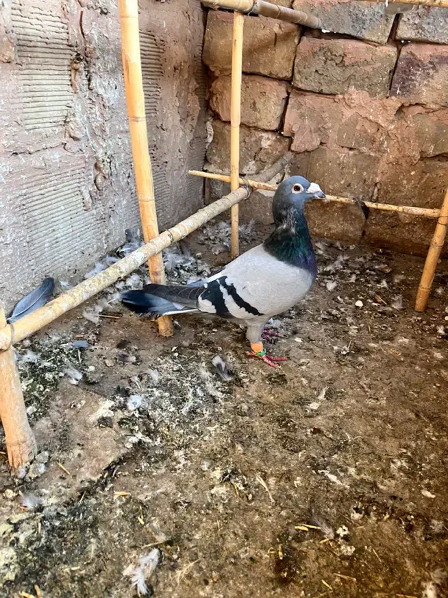 ساده امری و سبز|پرنده|سبزوار, امیر کبیر|دیوار