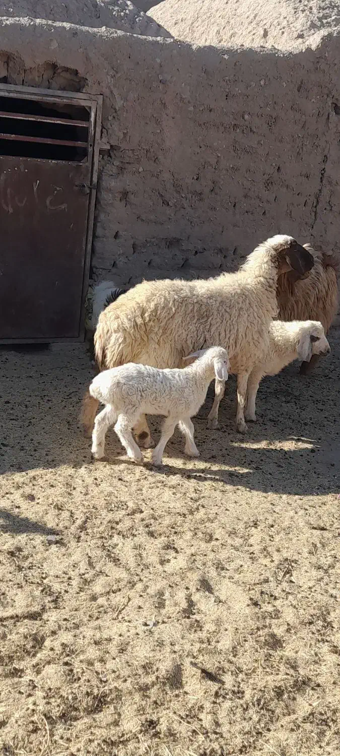 میش جوان زایش اول فروشی|حیوانات مزرعه|زیرکوه, |دیوار