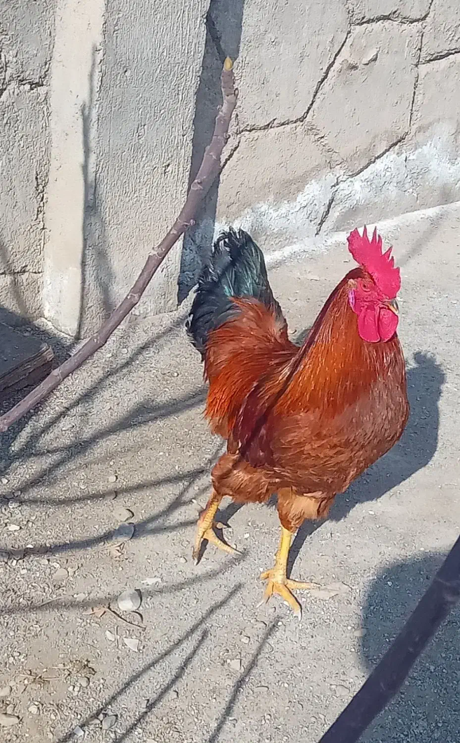 خروس|حیوانات مزرعه|مشهد, علی آباد|دیوار