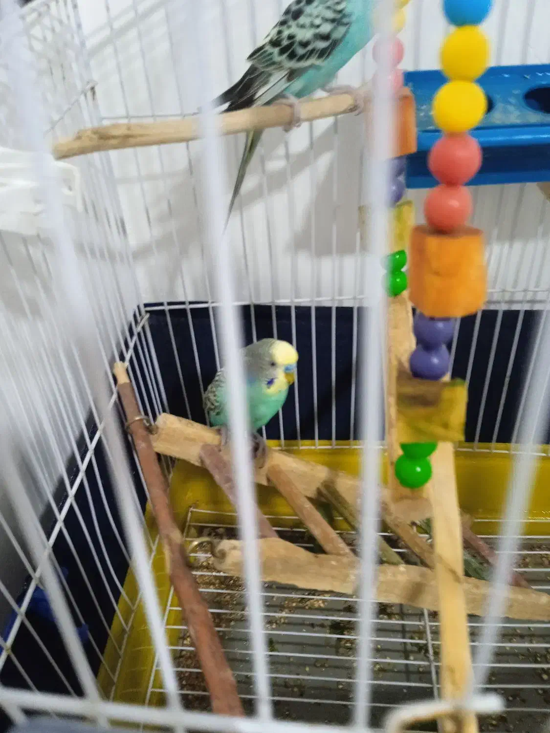 مرغ عشق تخمگذار|پرنده|خلیفان, |دیوار