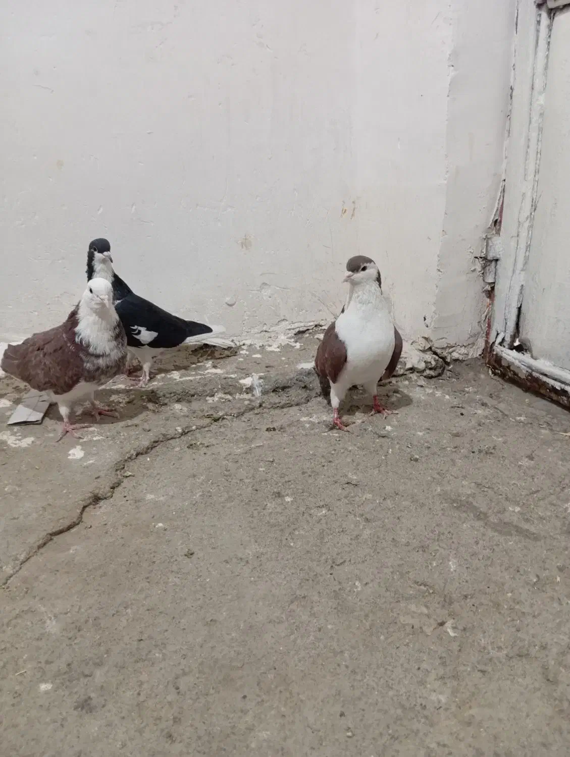 نر و ماده اصفهانی|پرنده|بروجرد, |دیوار