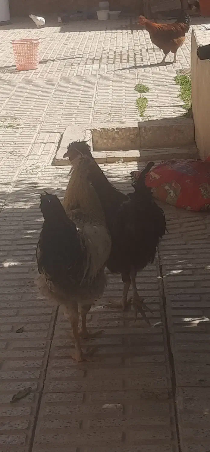 مرغ گلپایگانی ۵ماهه ۳تا ودوتا مرغ تاجی یا ریشی لری|حیوانات مزرعه|مبارکه, |دیوار