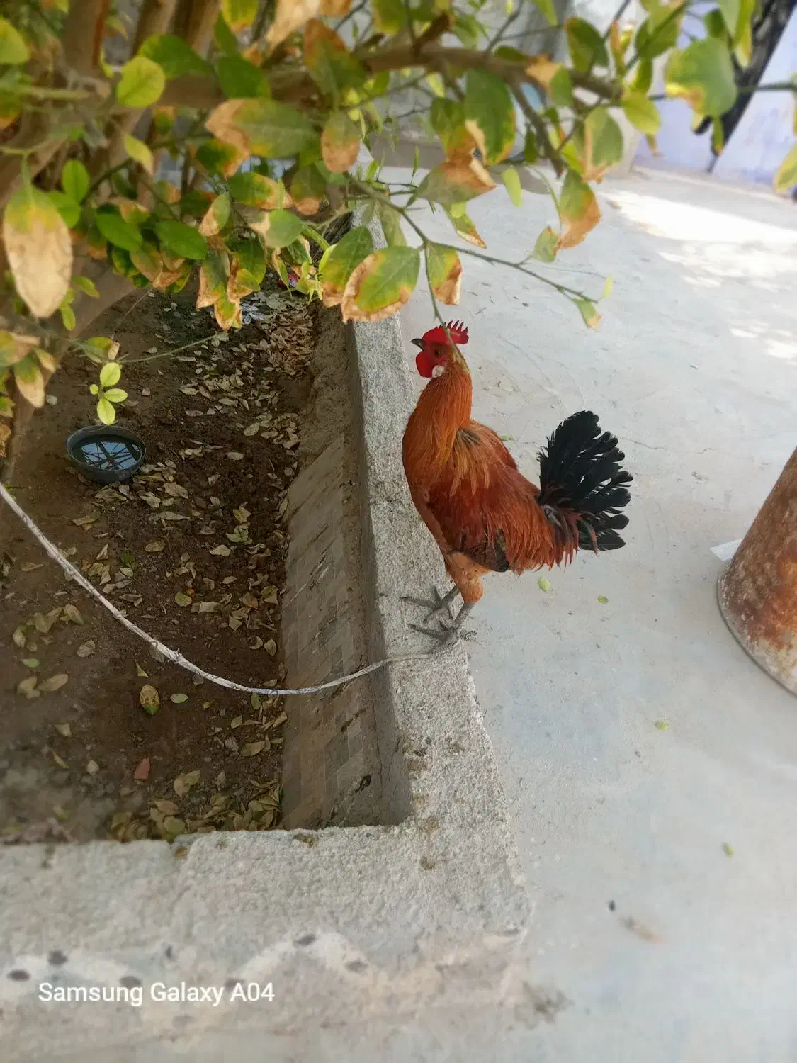 باسلام خروس محلی|حیوانات مزرعه|بندر گناوه, |دیوار