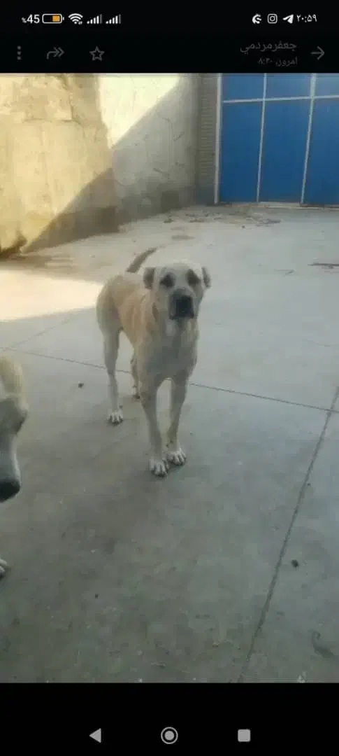 واگذاری سگ دوعدد نگهبان در البرزماهدشت|سگ|ماهدشت, |دیوار