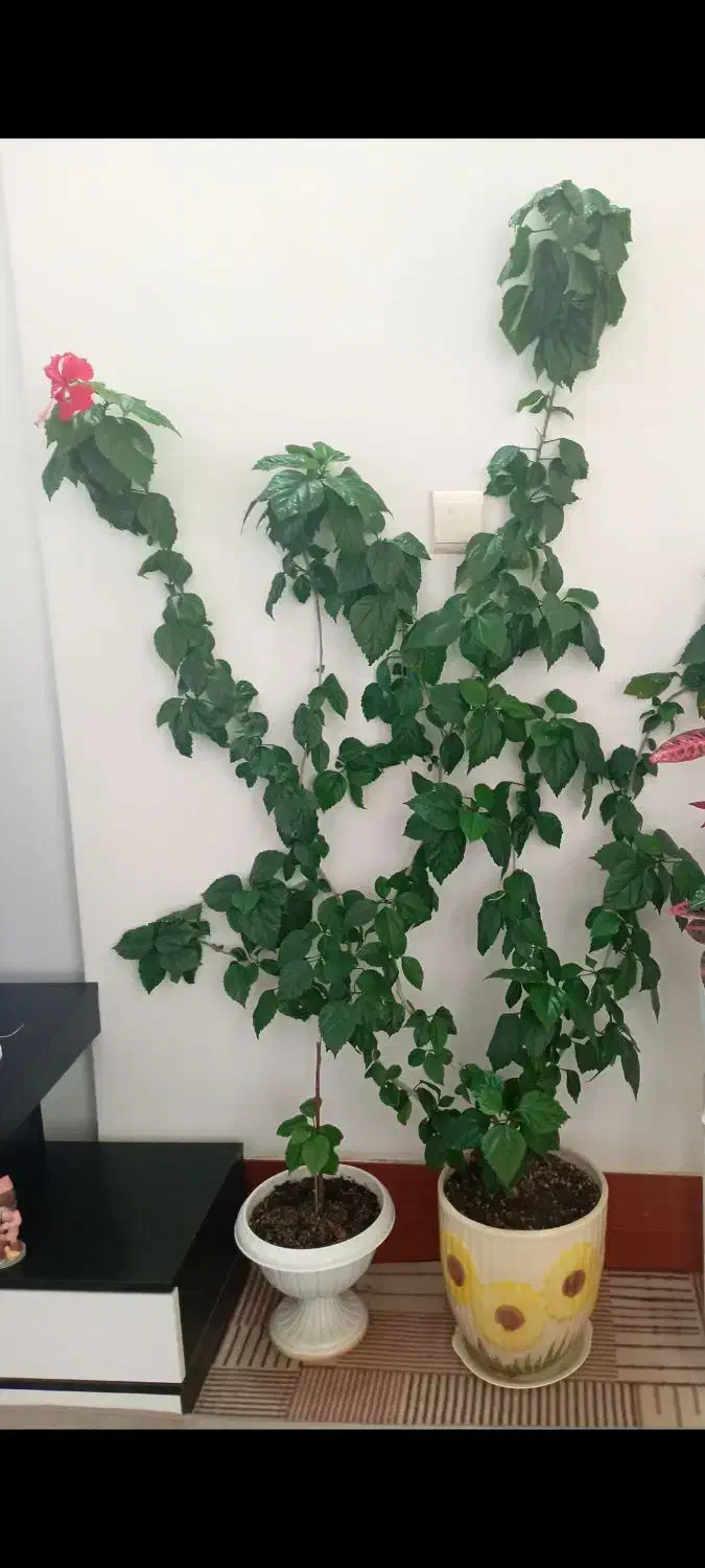 فروشی|گل و گیاه طبیعی|طاغنکوه, |دیوار