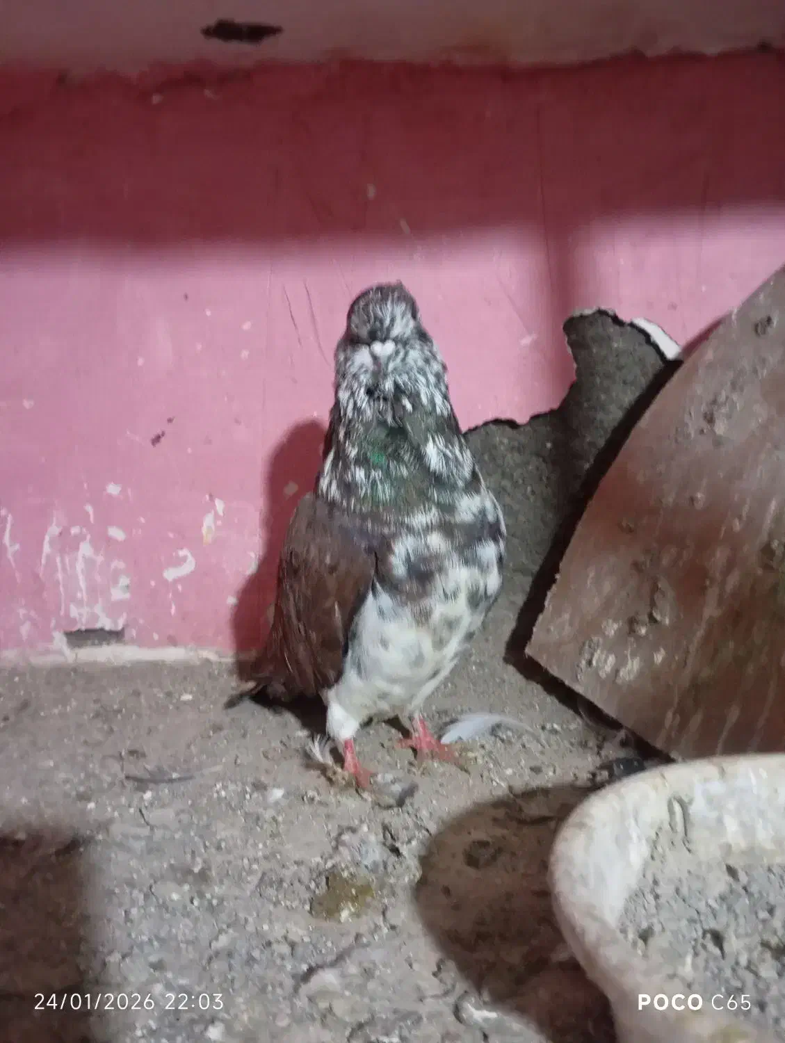 شکلاتی گرگی قاره|پرنده|سرخنکلاته, |دیوار