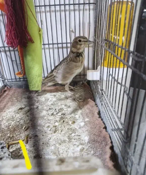 سهره خاکی|پرنده|روانسر, |دیوار