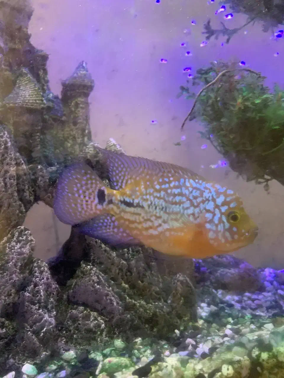 فلاور کامفا مولتی کالر|ماهی|تهران, جیحون|دیوار