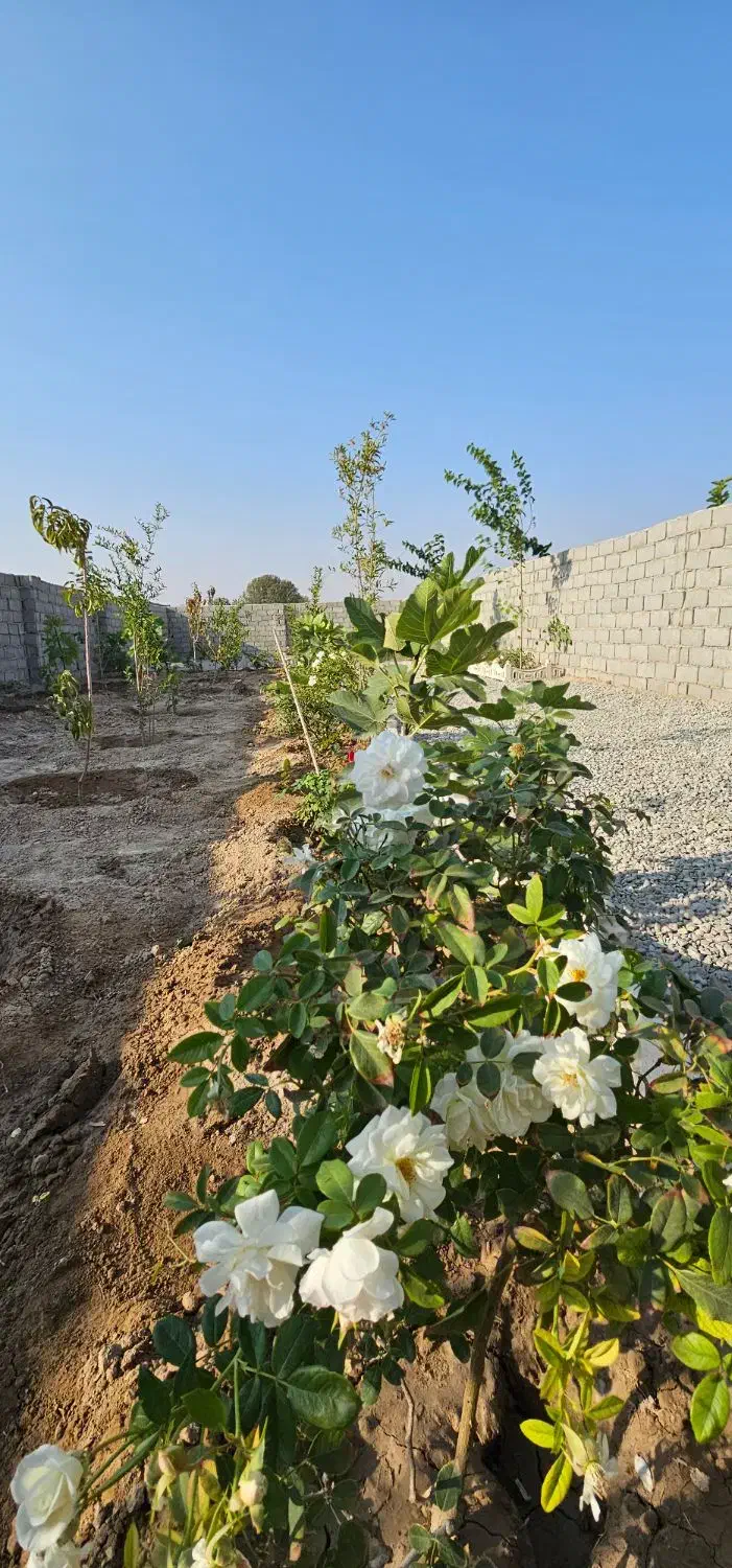 باغچه سنددار شهرکی با آب دائم معاوضه با خودرو|فروش زمین و ملک کلنگی|شهریار, اصیل آباد|دیوار