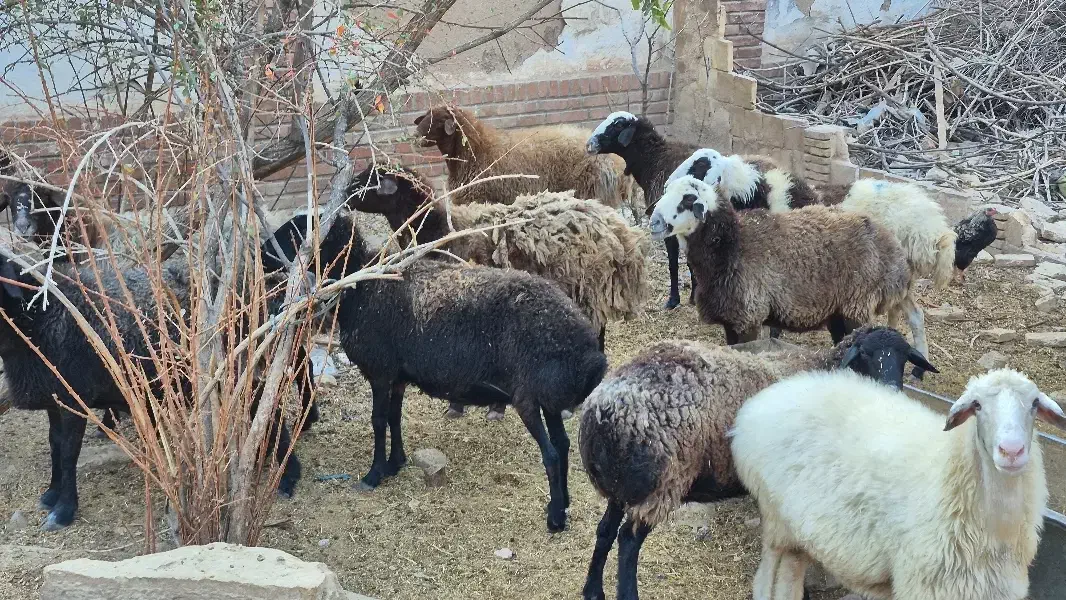 پیر میش پرواری|حیوانات مزرعه|مهدی شهر, |دیوار