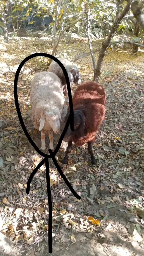 بره نر شیشک امسالی خوشگل|حیوانات مزرعه|هشتگرد, تهران دشت|دیوار