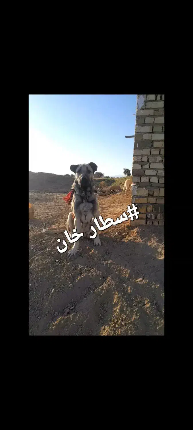 توله الابای نر|سگ|اسفرورین, |دیوار