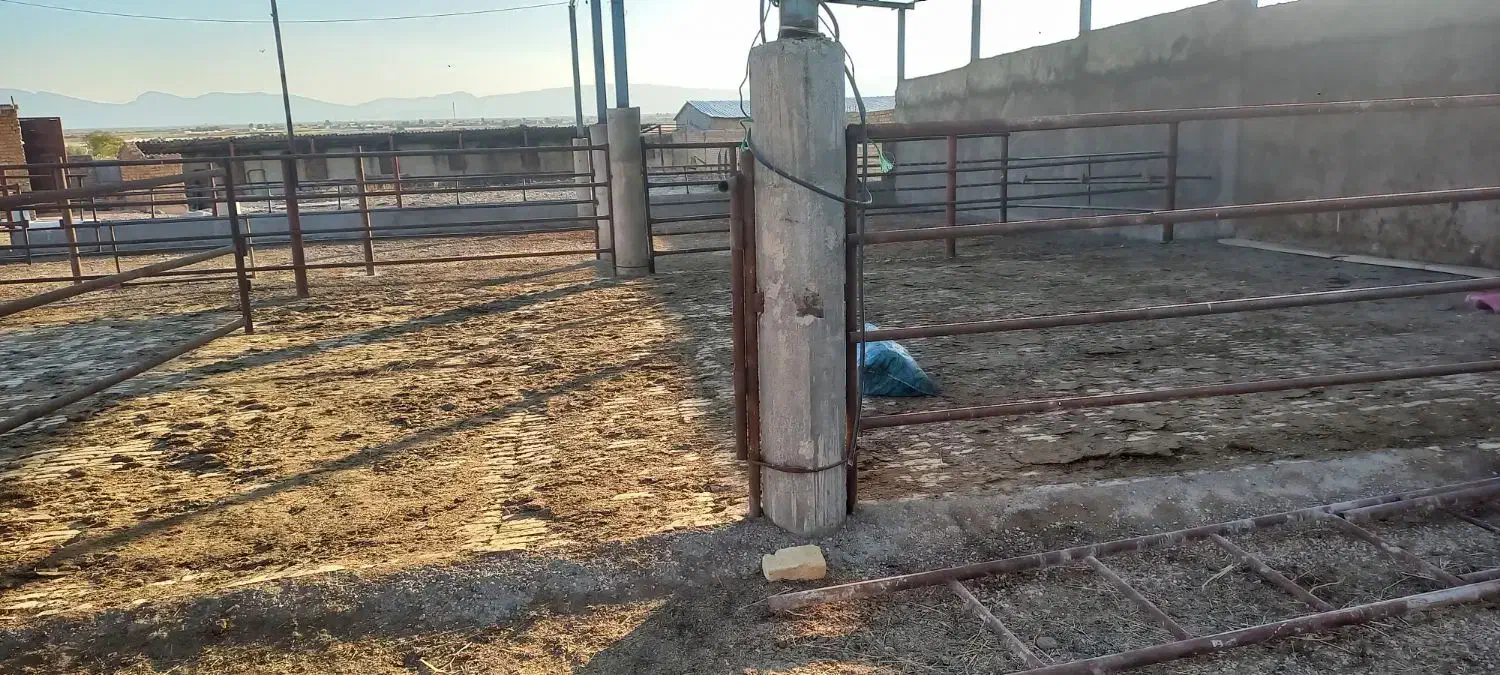 اجاره گاوداری بزرگ و مجهز|اجارهٔ دفتر صنعتی، کشاورزی، تجاری|مرودشت, محمد آباد|دیوار