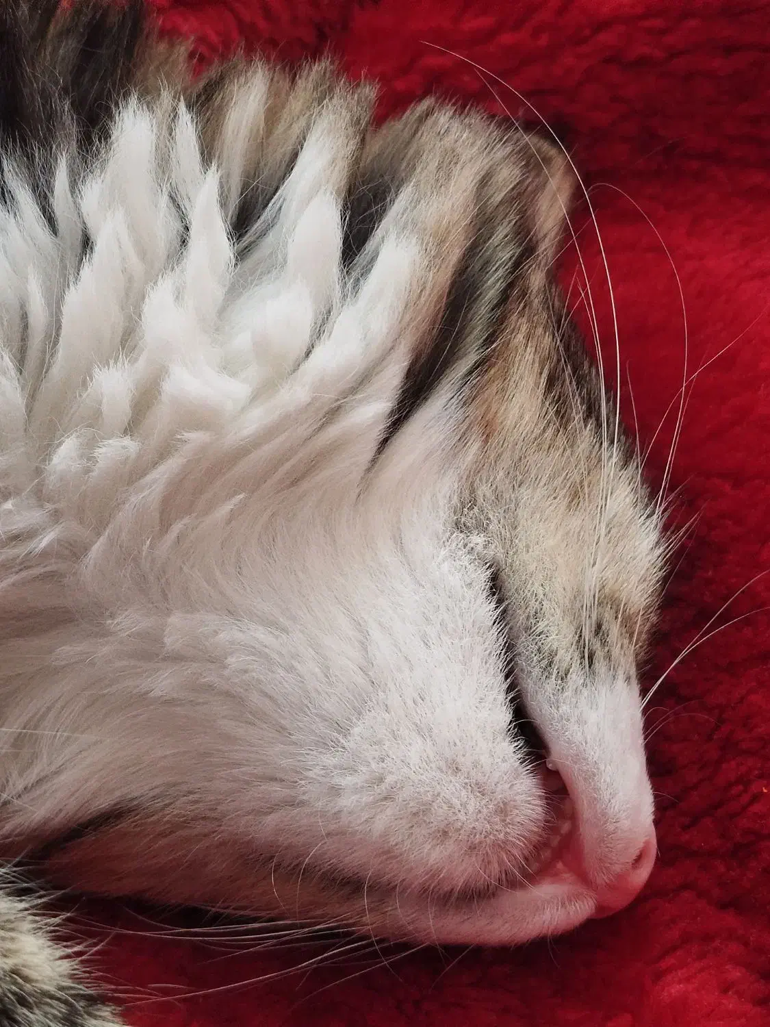 بچه گربه|گربه|هشتگرد, فاز ۱ مهستان|دیوار