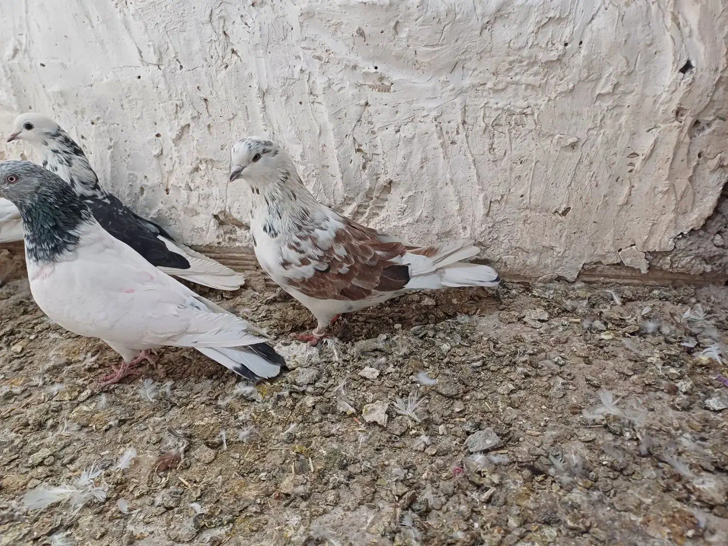 گرگی نر|پرنده|نورآباد, |دیوار